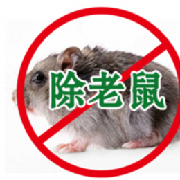 乌鲁木齐灭老鼠