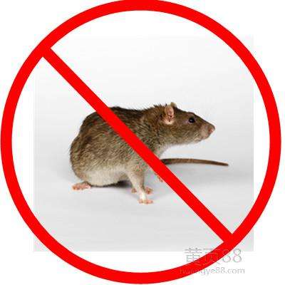 乌鲁木齐灭老鼠
