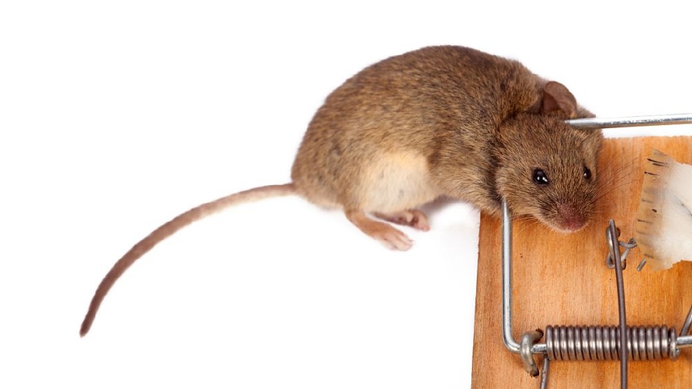 乌鲁木齐灭老鼠