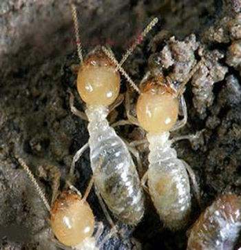 乌鲁木齐除蟑螂