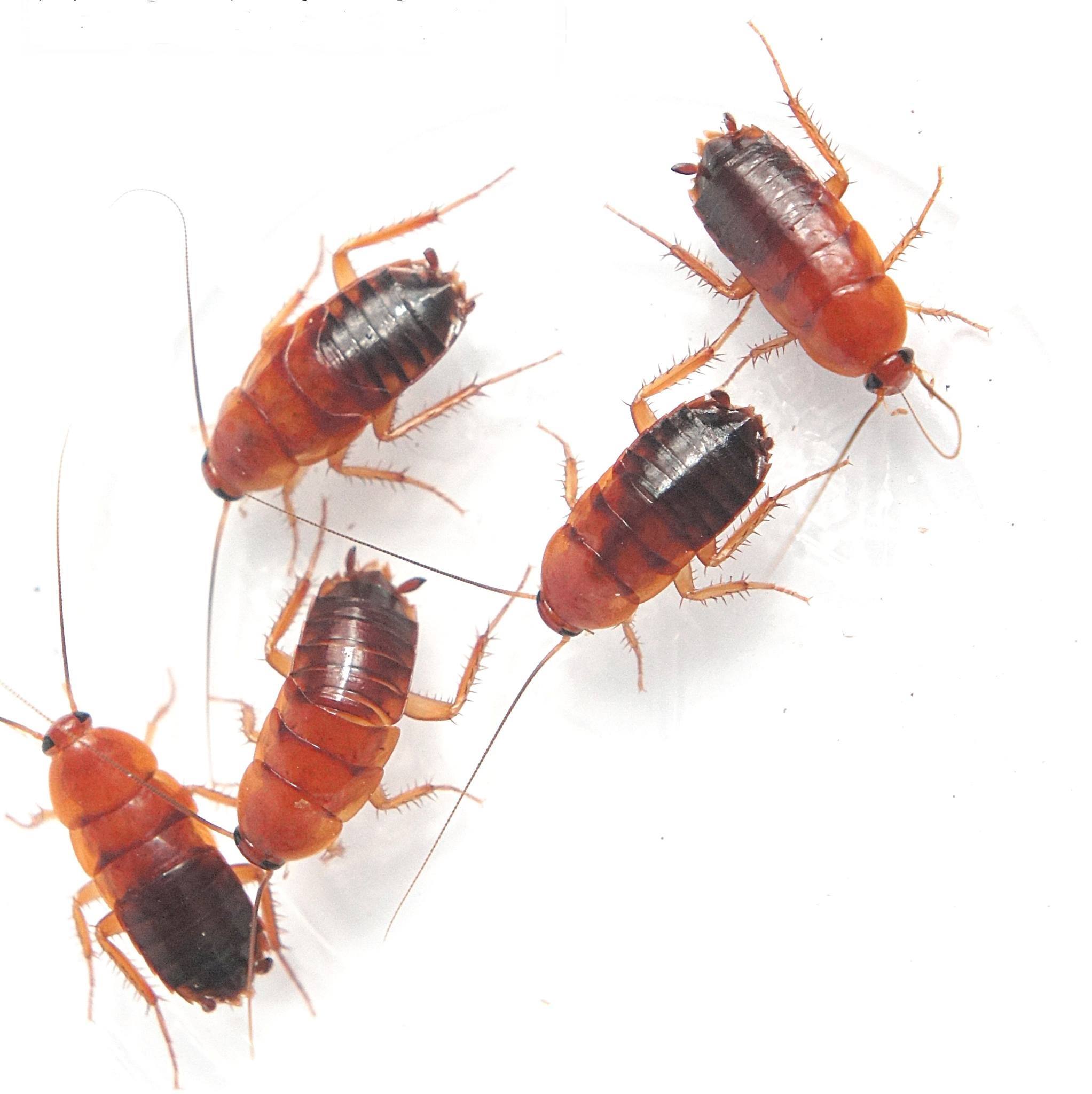 乌鲁木齐除蟑螂